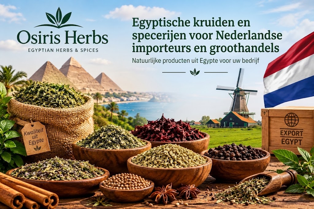Egyptische kruiden en specerijen voor Nederlandse importeurs en groothandels