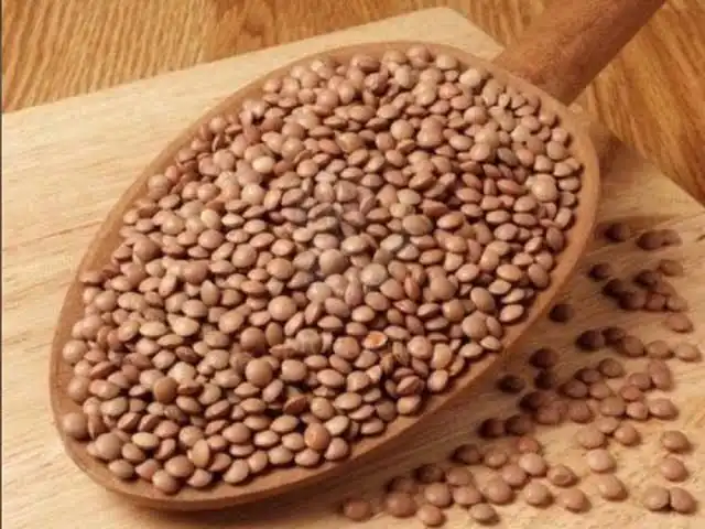 عدس بجبة